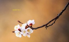 在這春暖花開的季節(jié)，歡迎你們加入知道網(wǎng)絡(luò)