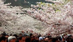 你見(jiàn)過(guò)空無(wú)一人的中山公園櫻花大道嗎？美！